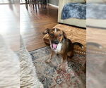 Small #1 Dachshund Mix