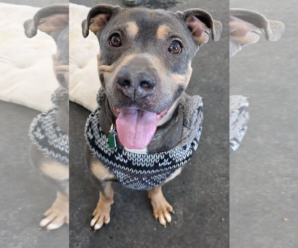 Medium Photo #8 Mutt Puppy For Sale in Clarkston, MI, USA