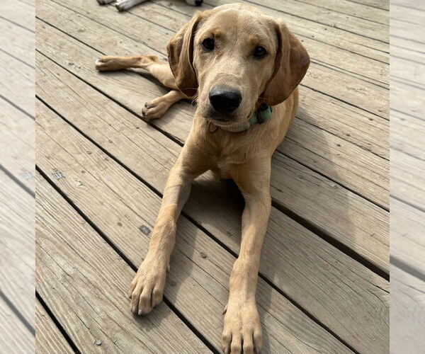 Medium Photo #2 Labrador Retriever-Unknown Mix Puppy For Sale in Canton, CT, USA
