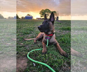 Mutt Dogs for adoption in Imlay City, MI, USA