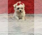 Small #4 Maltese