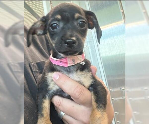 Medium Photo #1 Chihuahua Puppy For Sale in San Martin, CA, USA
