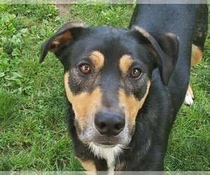 Australian Shepherd-German Shepherd Dog Mix Dogs for adoption in Pittstown, NJ, USA