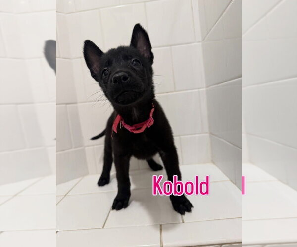 Medium Photo #2 Mutt Puppy For Sale in Imlay City, MI, USA