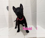 Small #1 Mutt