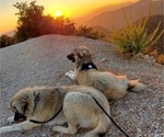 Small Photo #65 Anatolian Shepherd-Great Pyrenees Mix Puppy For Sale in AGOURA HILLS, CA, USA