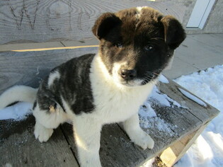 Akita Puppy for sale in HUDSON, MI, USA