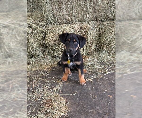 Medium Photo #2 Collie-Unknown Mix Puppy For Sale in Sandy, UT, USA