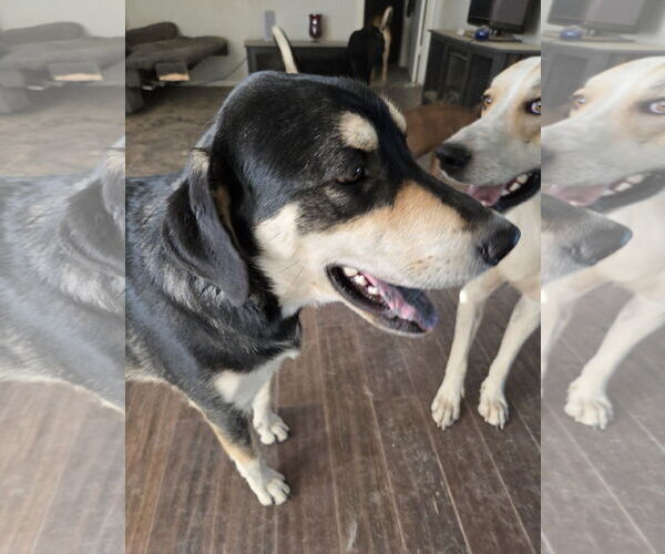 Medium Photo #3 Mutt Puppy For Sale in Chandler, AZ, USA