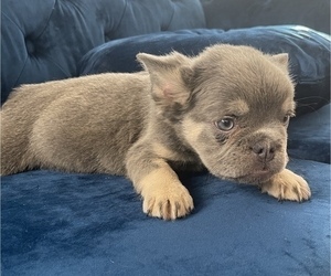 French Bulldog Puppy for sale in GLENDALE, CA, USA