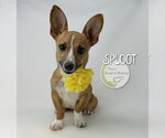 Small #1 Mutt