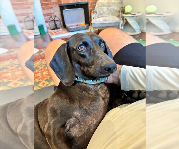 Medium Photo #2 Dachshund Puppy For Sale in Los Angeles, CA, USA