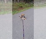 Small #5 Beagle-Chihuahua Mix