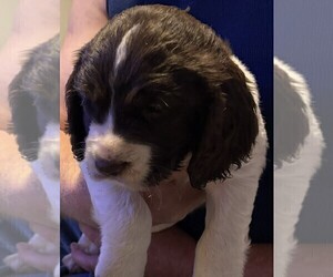 Medium English Springer Spaniel