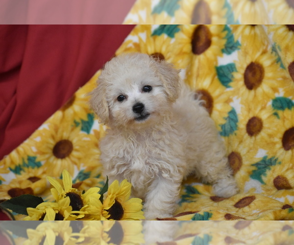 Medium Photo #2 Bichpoo Puppy For Sale in ELDORADO, OH, USA