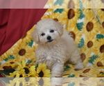 Small #1 Bichpoo