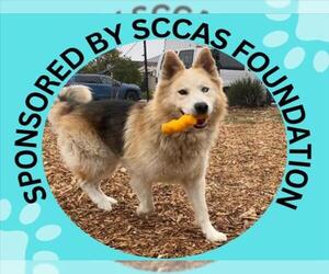 Alusky Dogs for adoption in Santa Cruz, CA, USA