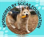 DANTE - Male Alusky Dog for Adoption - Small photo