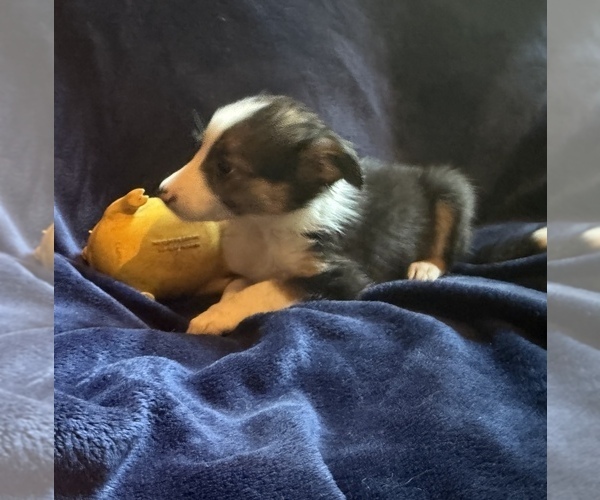 Medium Photo #4 Border Collie Puppy For Sale in PARIS, TX, USA