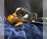 Small #3 Border Collie