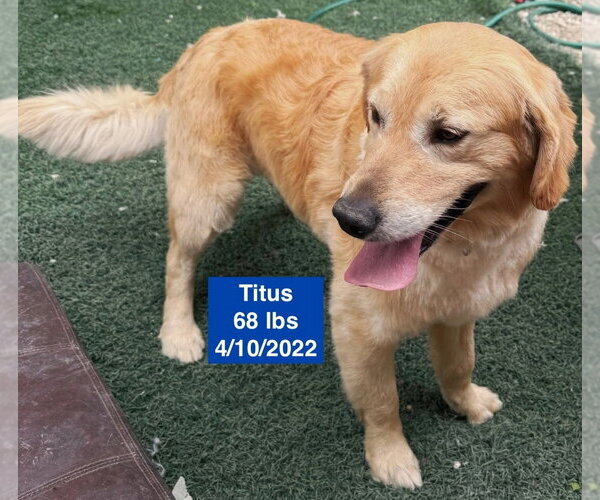 Medium Photo #3 Golden Retriever Puppy For Sale in West Hollywood, CA, USA