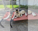 Small #5 German Shepherd Dog Mix
