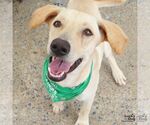 Small #2 Labrador Retriever-Retriever  Mix