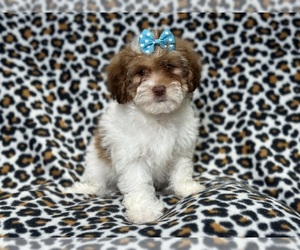 Lhasa Apso Puppy for Sale in LAKELAND, Florida USA