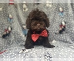 Small ShihPoo