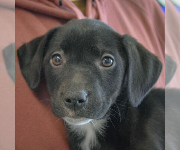 Medium Photo #6 Border Collie-Unknown Mix Puppy For Sale in Huntley, IL, USA