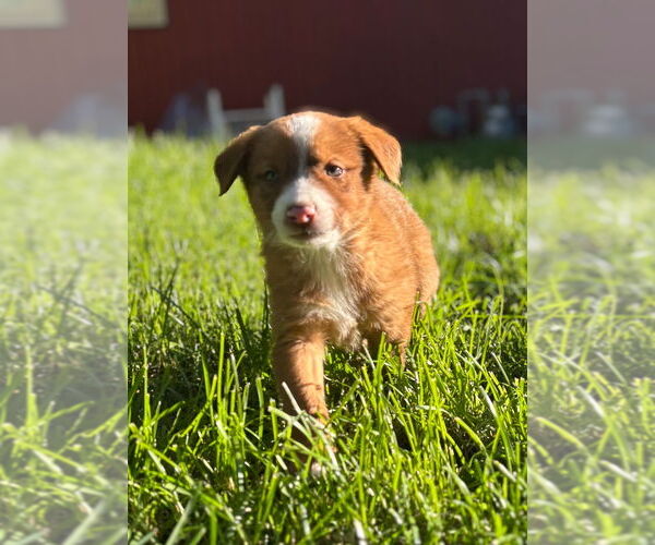 Medium Photo #3 Mutt Puppy For Sale in Laramie, WY, USA