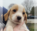Small Photo #3 Beagle-Border Collie Mix Puppy For Sale in Unionville, PA, USA