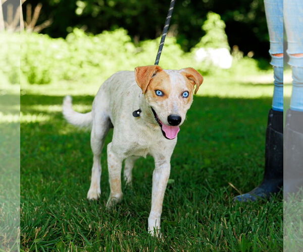 Medium Photo #5 Red Heeler-Unknown Mix Puppy For Sale in Sparta, TN, USA