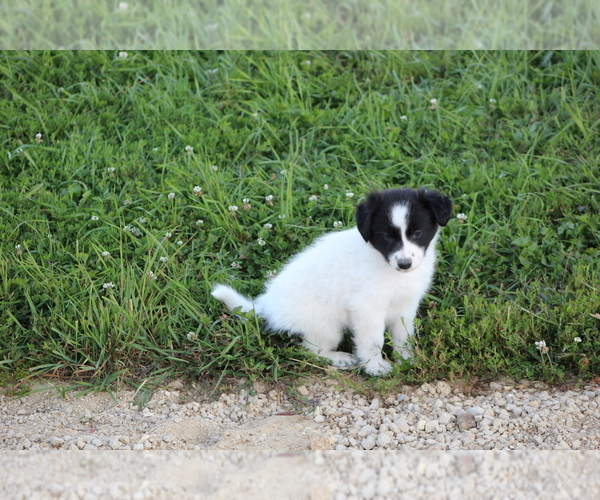 Medium Photo #18 Border Collie Puppy For Sale in BLOOMINGTON, WI, USA