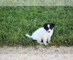 Small Photo #18 Border Collie Puppy For Sale in BLOOMINGTON, WI, USA