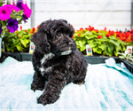 Small Photo #5 Cockapoo Puppy For Sale in WAKARUSA, IN, USA