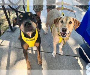 Labrador Retriever Dogs for adoption in Norfolk, VA, USA