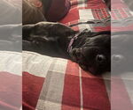 Small #4 Mastiff Mix