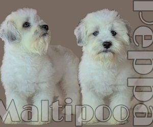 Mother of the Maltipoo-Shih Tzu Mix puppies born on 11/27/2023