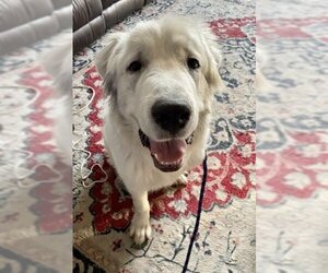 Great Pyrenees-Unknown Mix Dogs for adoption in Princeton, MN, USA