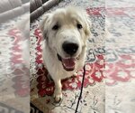 Small Photo #1 Great Pyrenees-Unknown Mix Puppy For Sale in Princeton, MN, USA