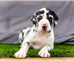 Puppy Tiffany Great Dane
