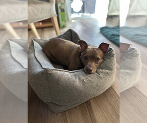 Chihuahua-Unknown Mix Dogs for adoption in San Jose, CA, USA