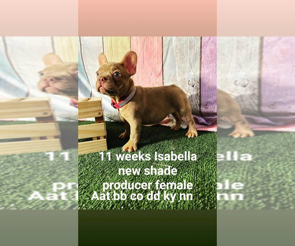 Medium Photo #11 French Bulldog Puppy For Sale in CAPE CORAL, FL, USA