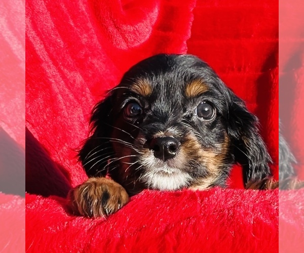 Medium Photo #4 Cavalier King Charles Spaniel Puppy For Sale in FRESNO, OH, USA