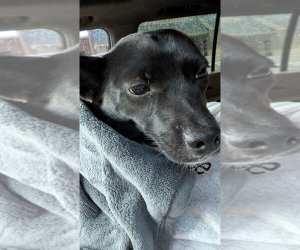 Medium Photo #4 Chihuahua-Feist Terrier Mix Puppy For Sale in Mooresville, NC, USA