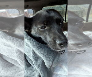 Cutie Pie - Female Chihuahua-Feist Terrier Mix Dog for Adoption - Photo #4