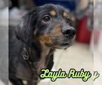 Small #8 Dachshund Mix