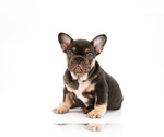 Small Photo #2 French Bulldog Puppy For Sale in OVIEDO, FL, USA
