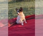 Small Photo #5 Papillon Puppy For Sale in SULPHUR SPRINGS, TX, USA